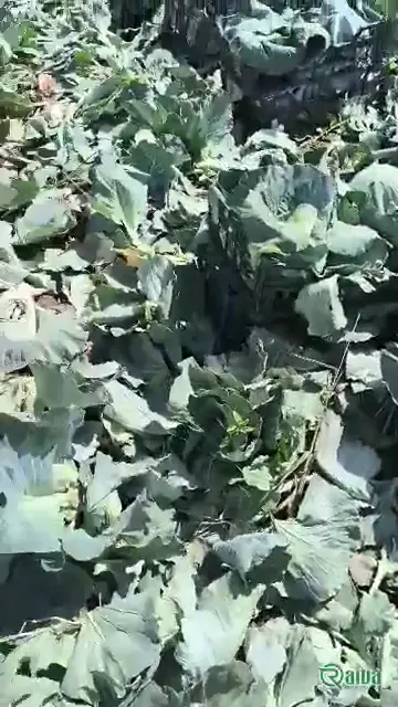 A green cabbage head in the field before cutting (view 1)