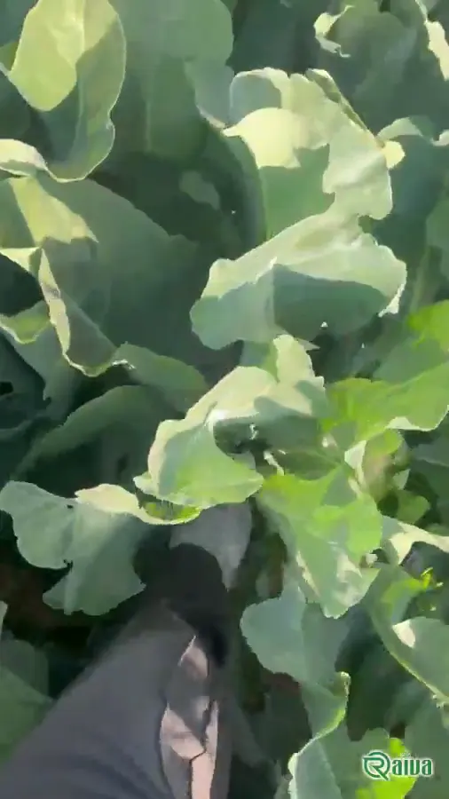 A green cabbage head in the field before cutting (view 2)