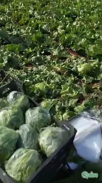 A green cabbage head in the field before cutting (view 3)