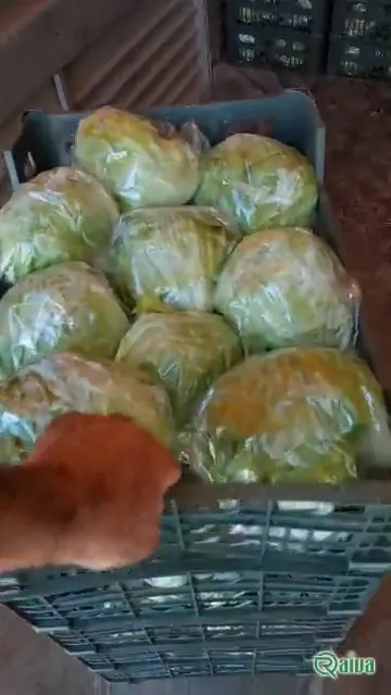 A green cabbage head in the field before cutting (view 5)
