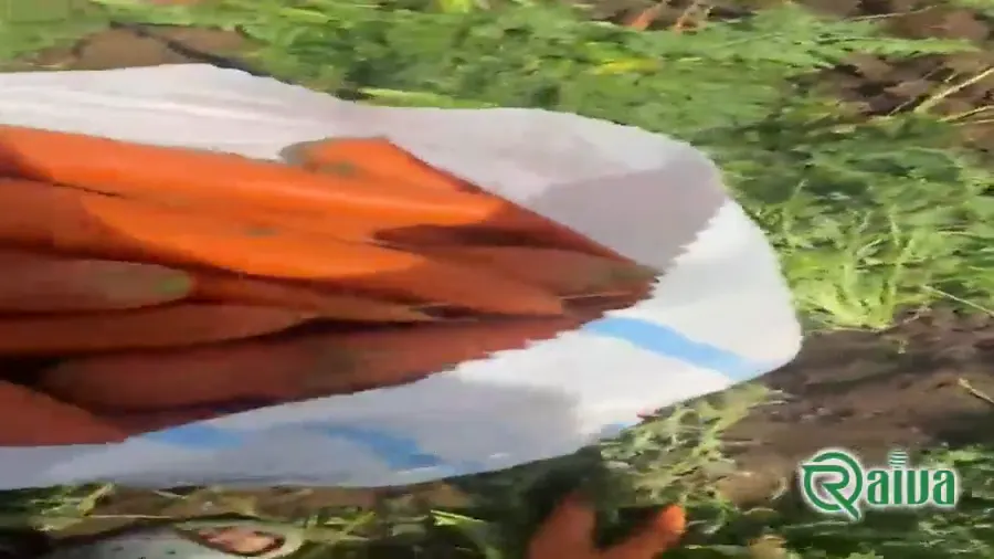 Washed carrots packed for retail supply (view 2)
