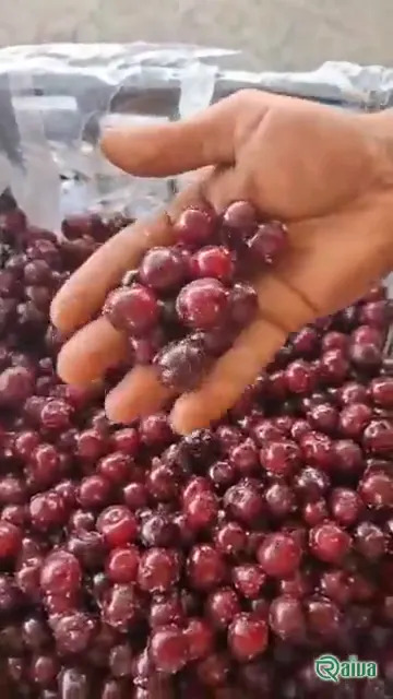 Dark red cherries in crates at the packing house (view 1)