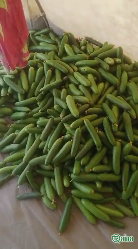 Cucumber — Cucumber packing for export