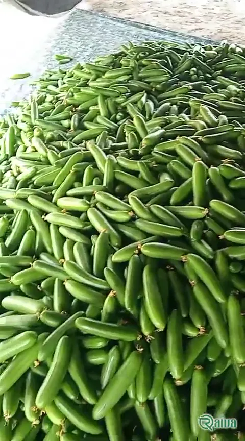 Cucumber — Cucumber packing for export