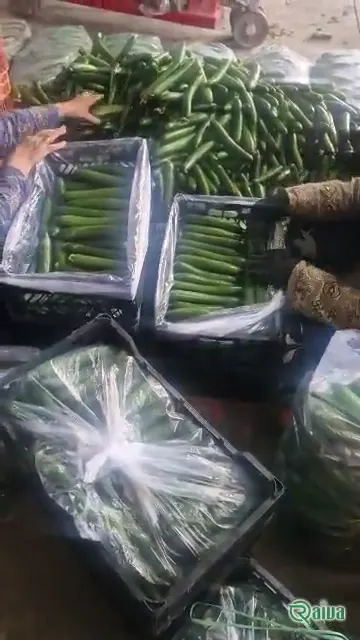 Fresh green cucumbers (view 7)