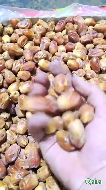 Dry Dates — Date sorting, grading and packing