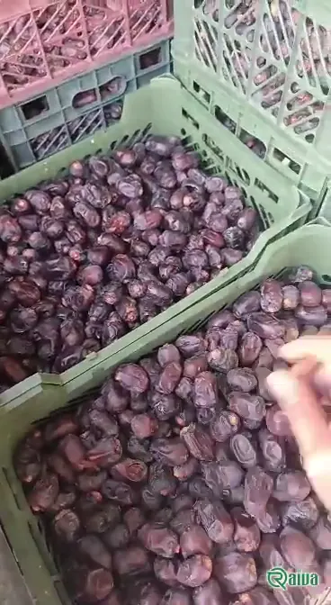 Dry Dates — Date sorting, grading and packing