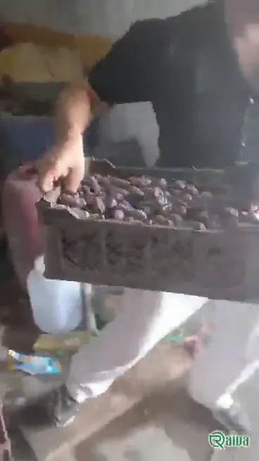 Dry Dates — Date sorting, grading and packing