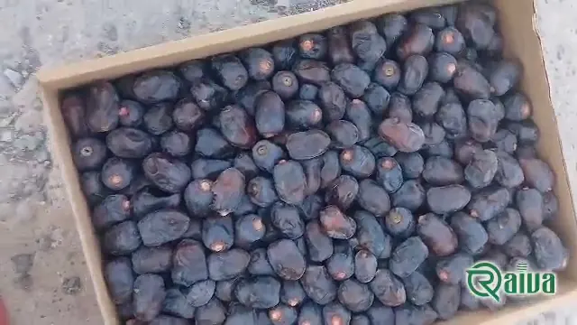 Dry Dates — Date sorting, grading and packing