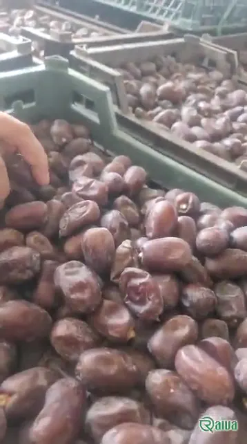 Dry Dates — Date sorting, grading and packing