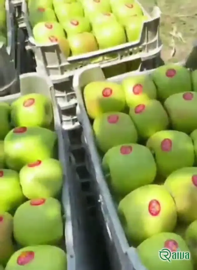 Raiva Food — Apple harvest, grading and dispatch
