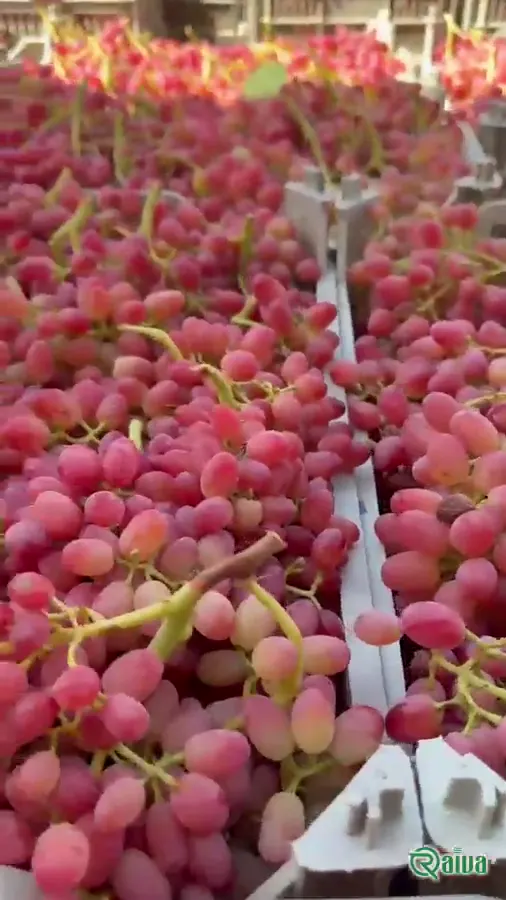 Raiva Food — Table grape harvest and packing (view 6)