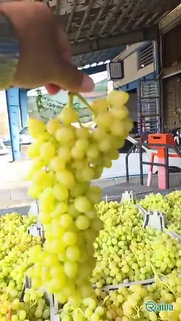 Raiva Food — Table grape harvest and packing (view 7)