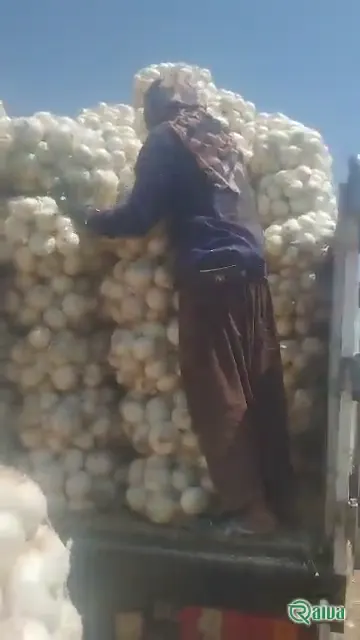 Raiva Food — Onion harvest and bagging (view 8)