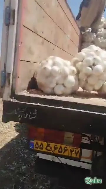 Raiva Food — Onion harvest and bagging (view 10)