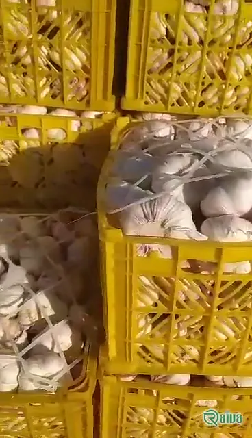 Cured garlic bulbs bagged for export (view 3)
