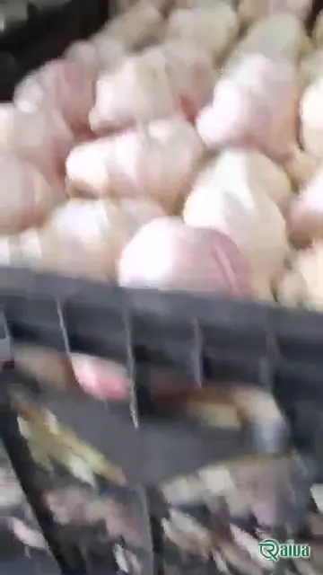 Cured garlic bulbs bagged for export (view 4)
