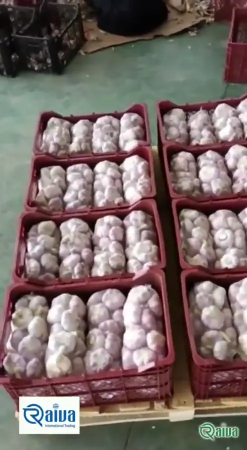Cured garlic bulbs bagged for export (view 5)
