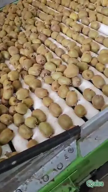 Kiwi — Kiwifruit packing house and cold store