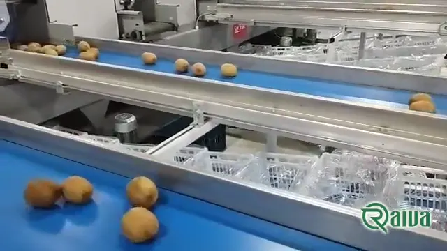 Kiwi — Kiwifruit packing house and cold store