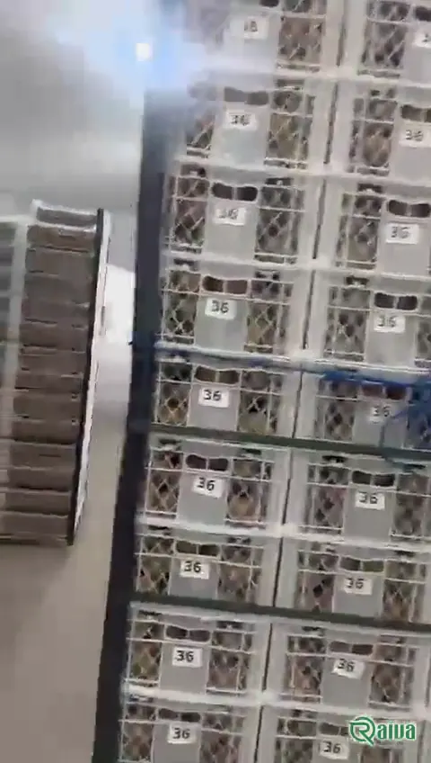 Kiwi — Kiwifruit packing house and cold store