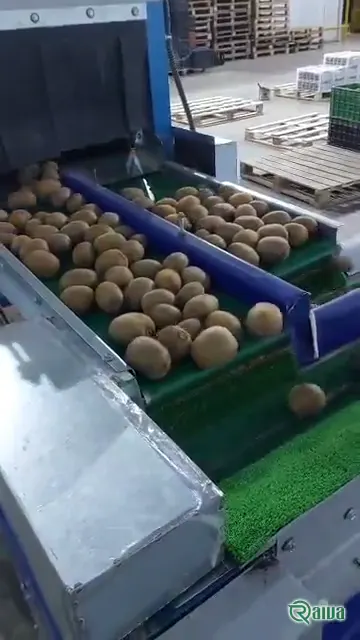 Kiwi — Kiwifruit packing house and cold store