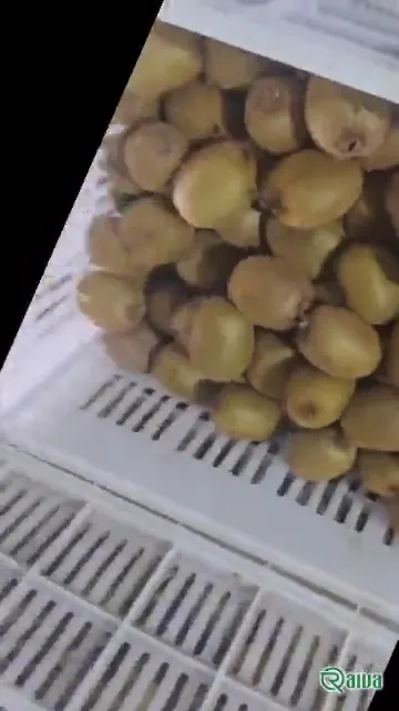 Kiwi — Kiwifruit packing house and cold store