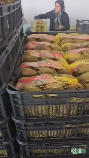 Kiwi — Kiwifruit packing house and cold store