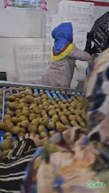 Kiwi — Kiwifruit packing house and cold store