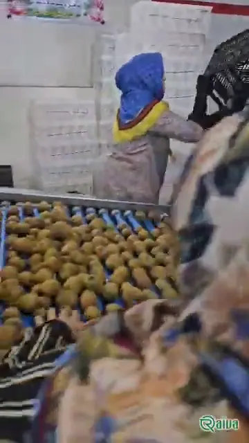 Kiwi — Kiwifruit packing house and cold store
