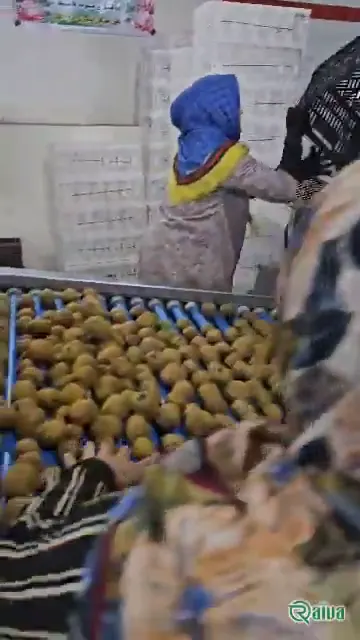 Kiwi — Kiwifruit packing house and cold store