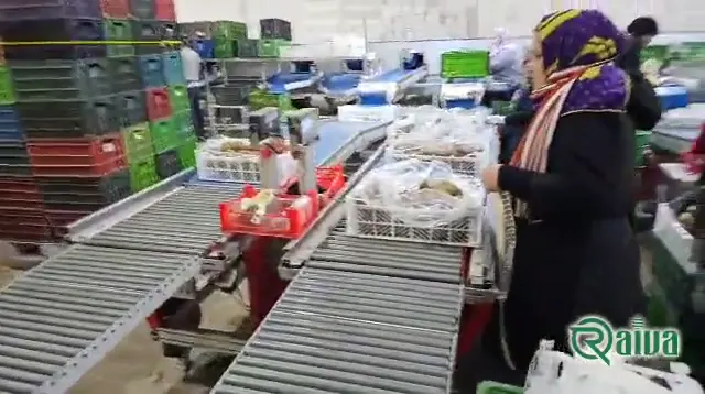 Kiwi — Kiwifruit packing house and cold store