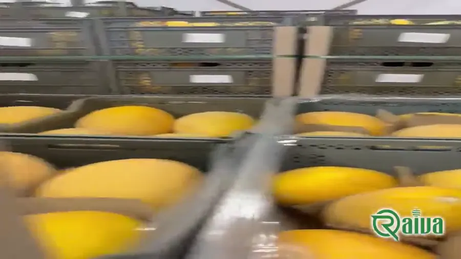 A netted-rind melon ripening on the vine (view 1)