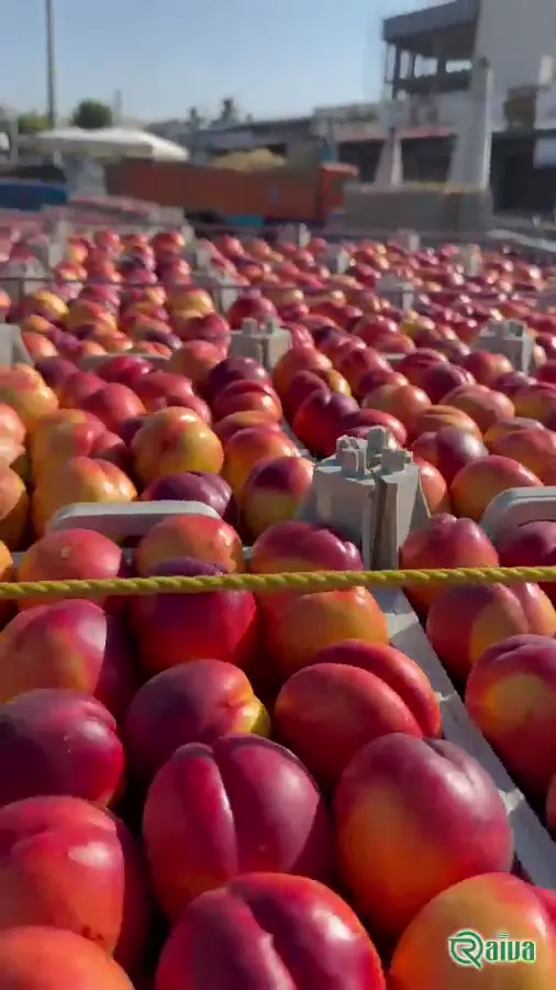 Freshly picked peaches packed in an export crate (view 2)