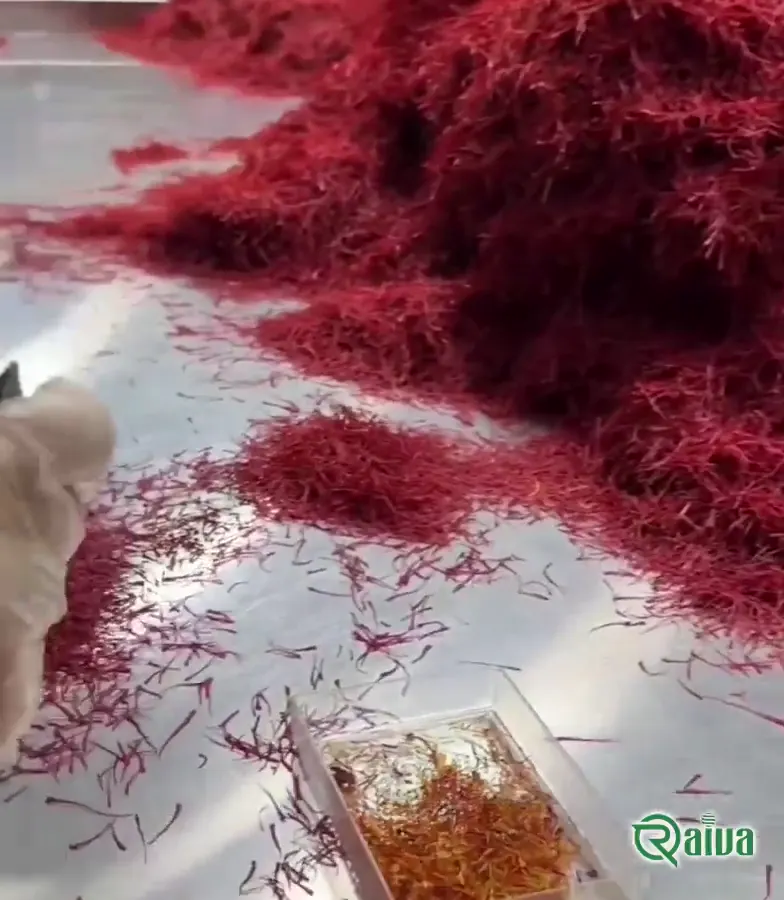 Persian Saffron — Saffron sorting and weighing