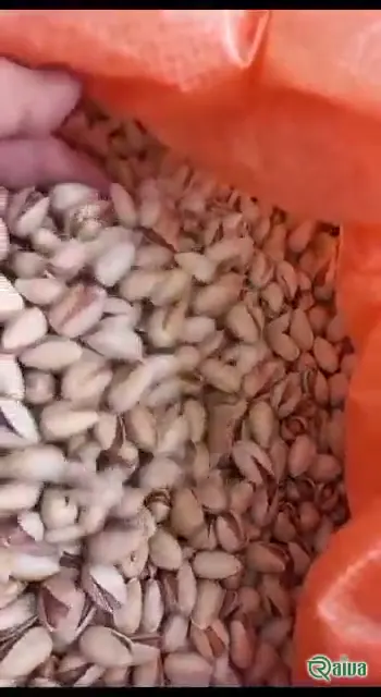 Pistachio — Pistachio grading and bulk packing