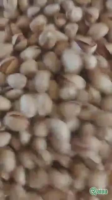 Pistachio — Pistachio grading and bulk packing