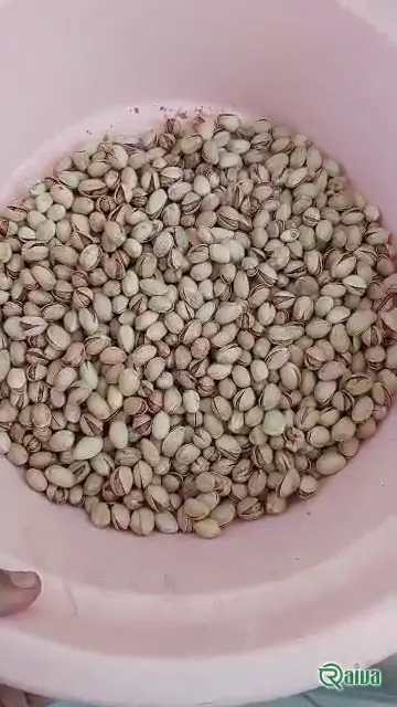 Pistachio — Pistachio grading and bulk packing