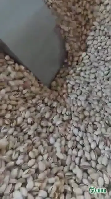 Pistachio — Pistachio grading and bulk packing