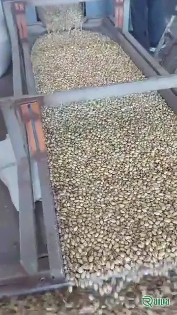Naturally split Iranian pistachios in the shell, green and purple kernels showing (view 12)