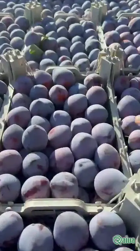 Dark purple plums packed in crates (view 2)