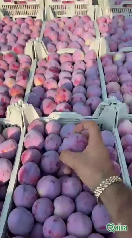 Dark purple plums packed in crates (view 3)