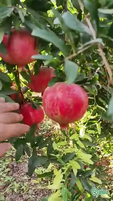 Two whole red pomegranates beside a broken piece full of dark red arils (view 1)