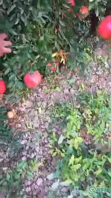 Two whole red pomegranates beside a broken piece full of dark red arils (view 3)