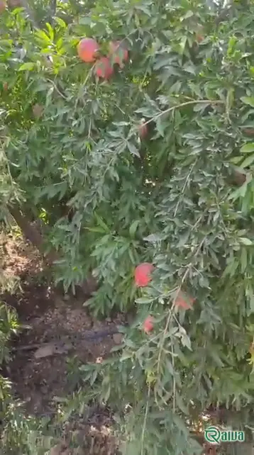 Two whole red pomegranates beside a broken piece full of dark red arils (view 4)