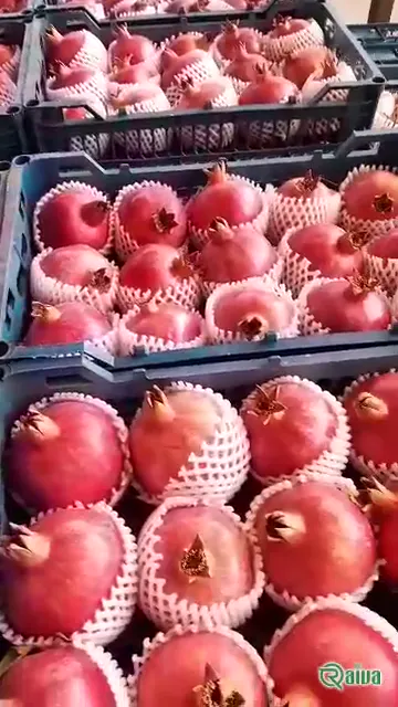 Two whole red pomegranates beside a broken piece full of dark red arils (view 5)