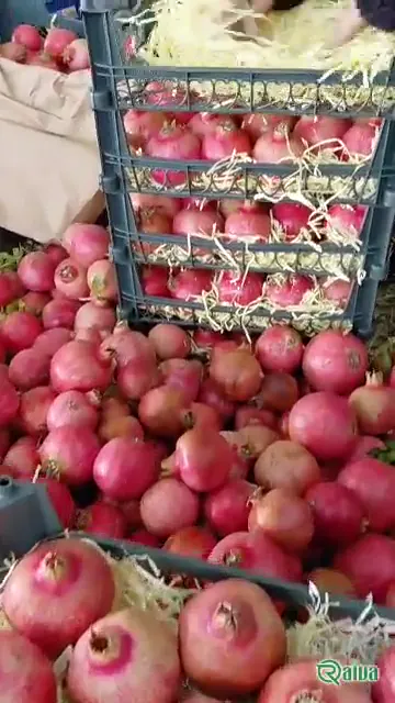Two whole red pomegranates beside a broken piece full of dark red arils (view 7)