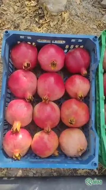 Two whole red pomegranates beside a broken piece full of dark red arils (view 8)