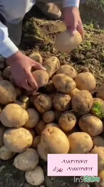 Fresh ware potatoes graded by size (view 3)
