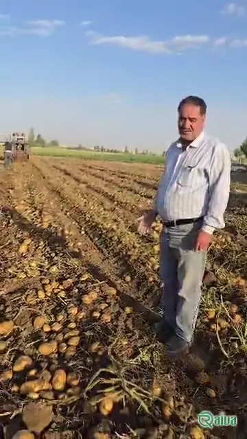 Fresh ware potatoes graded by size (view 4)
